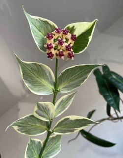 Hoya Polyneura Outed variegated