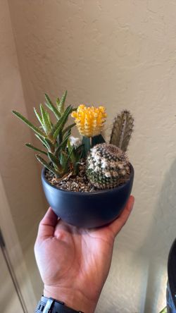 Cacti 🌵 arrangement