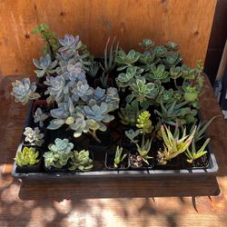 2 Inch Succulents 
