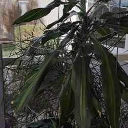 Dracaena fragrans