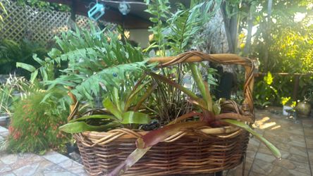 Live plants decoration $20.00