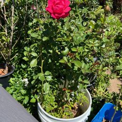 Hot Pink Rose Bush