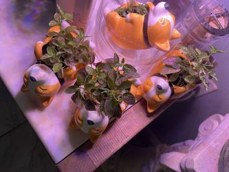 Plants