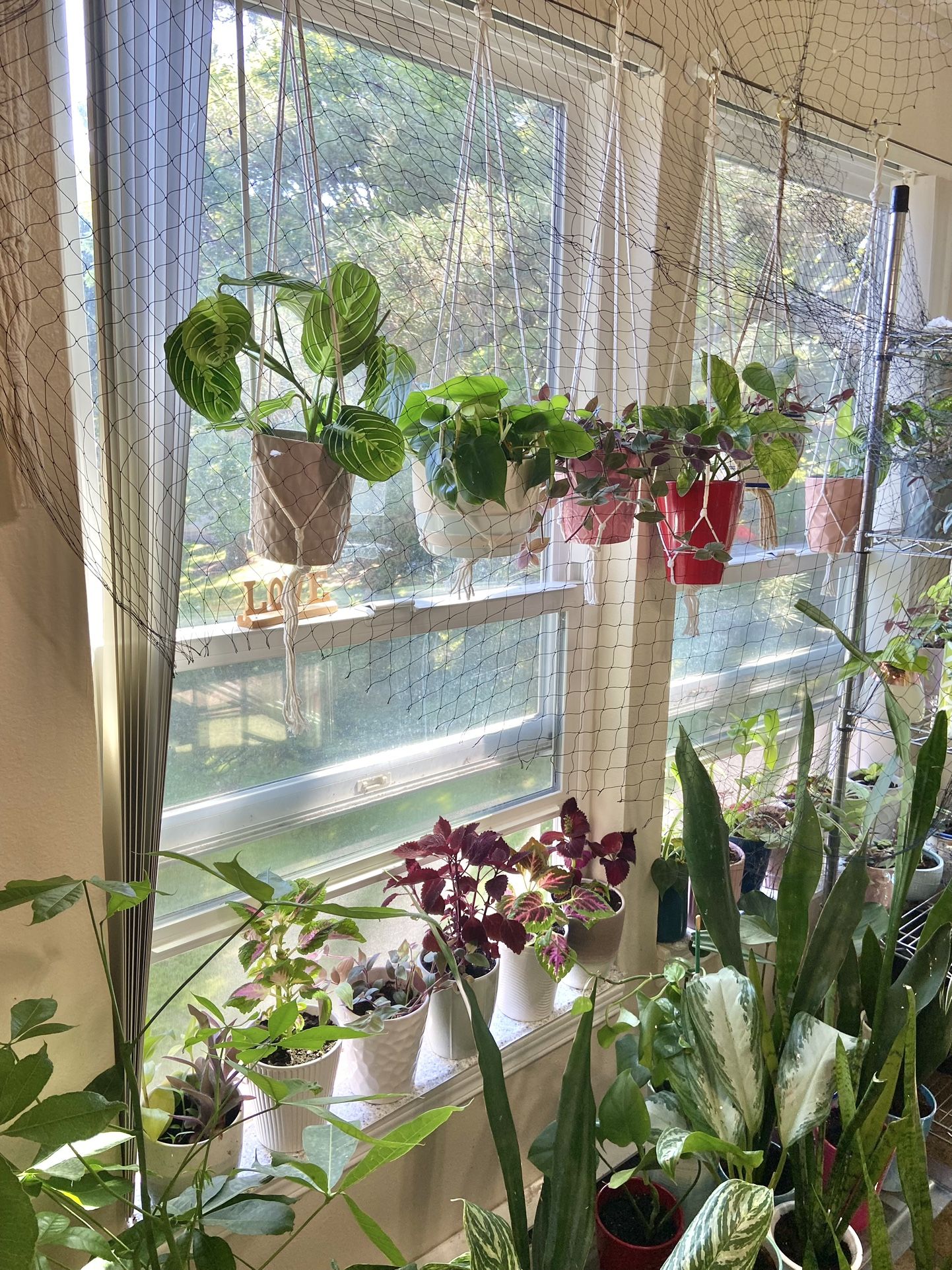 Indoor Plants Sale 15% OFF