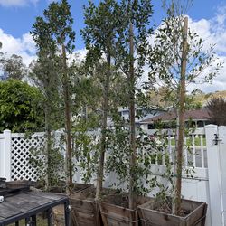 Ficus Trees for Sale