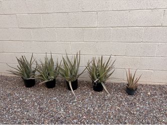 Aloe Vera Plants