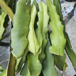 Fresh Dragonfruit Cuttings - Grafting 