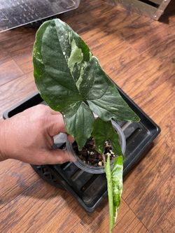 Syngonium Albo