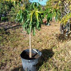 Glenn Mamgo Tree Grafted Flowering 4 Ft 