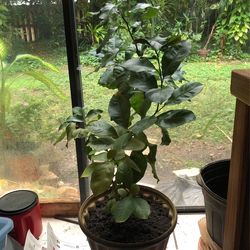 Beautiful Lemontree