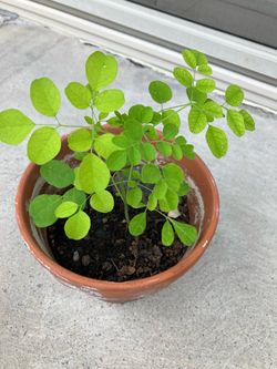 Drumstick tree plant ( Moringa