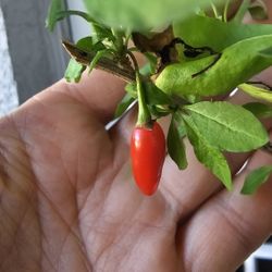 Goji Berry Plant, Rooted