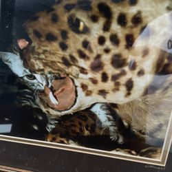 15.5” X 12” Photo Of Kitten In A Fake Dried Goat Skin Leopard