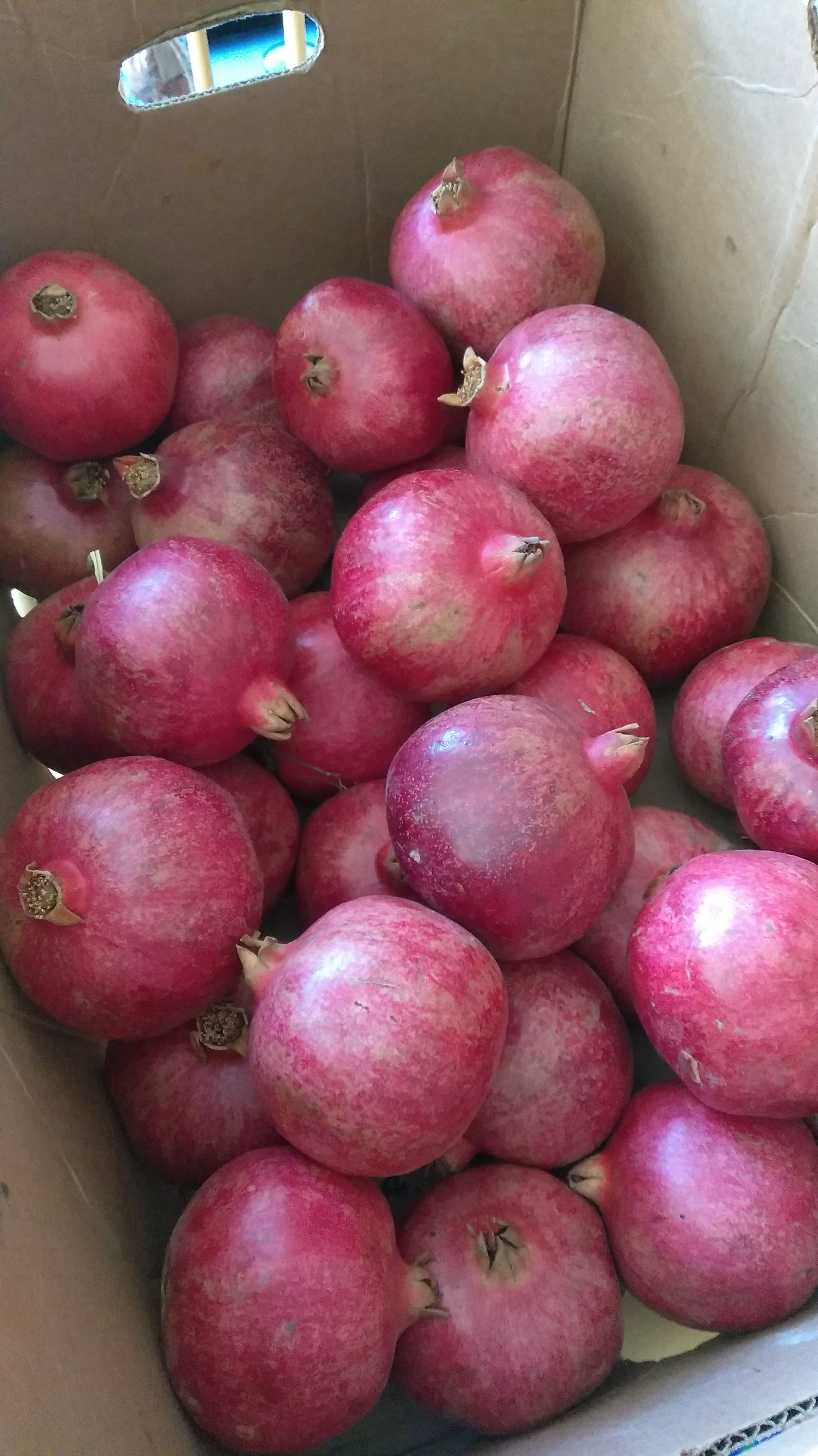 Pomegranate
