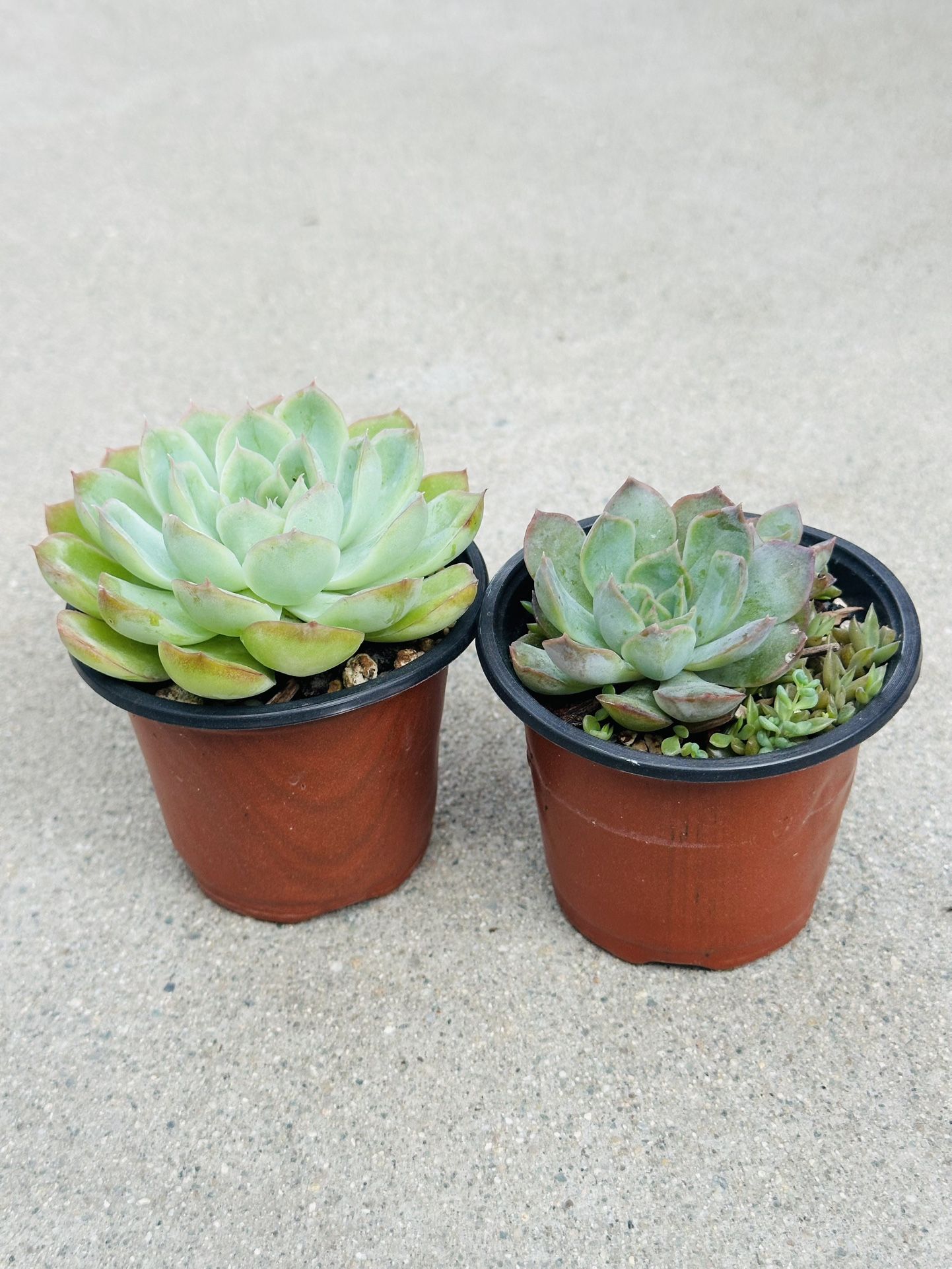 Succulents plants 🪴(2 for $5)