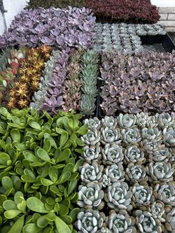 SUCCULENTS $1 Each!