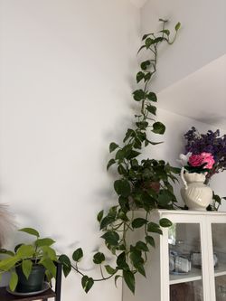 Houseplants PLEASE READ DESCRIPTION**