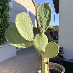 Large Nopales Spineless Cactus