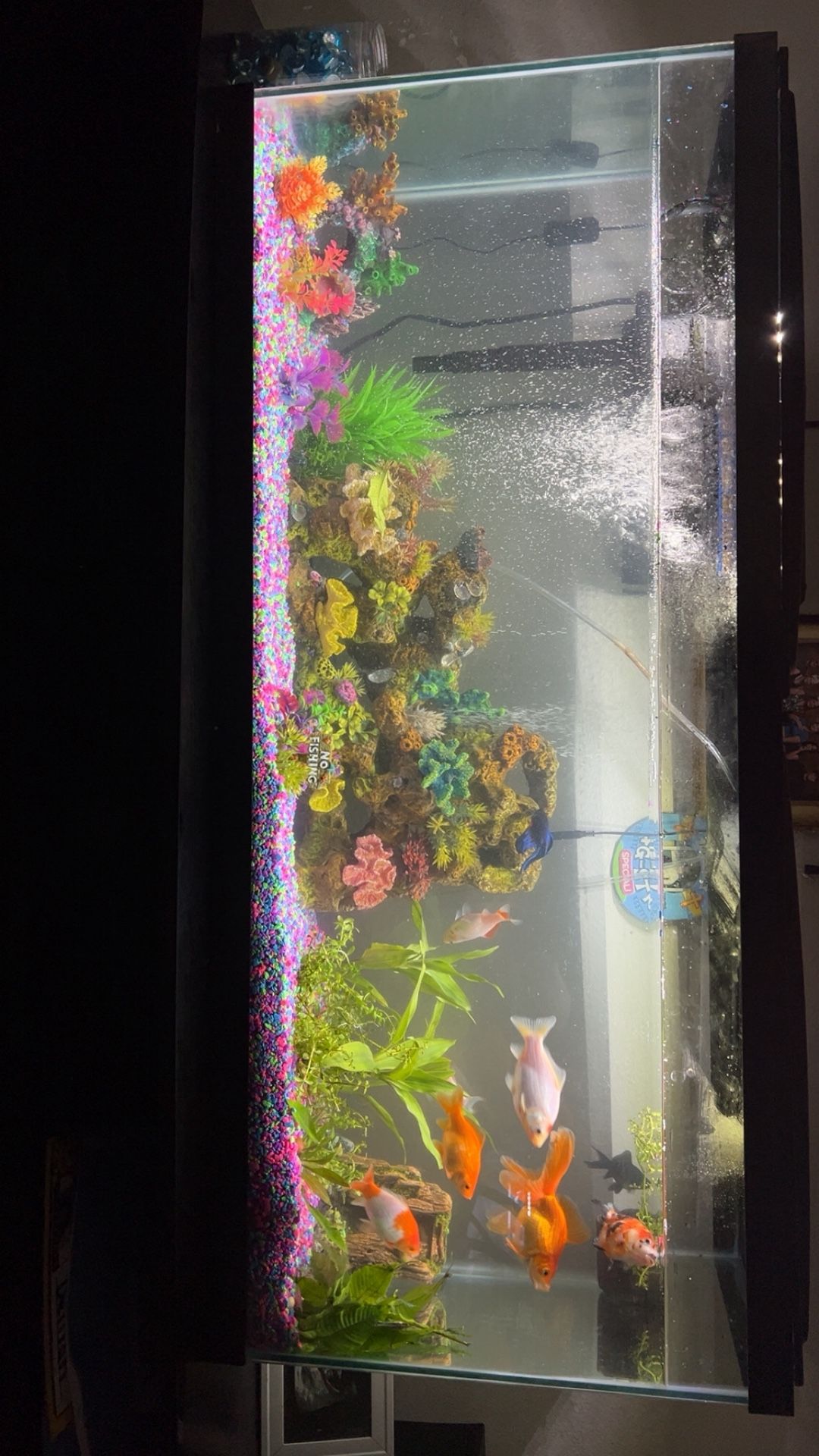 55 Gallon Fish Tank