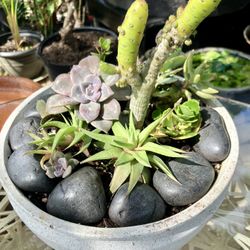 Suculenta/cacti In Planter:11”x 4”