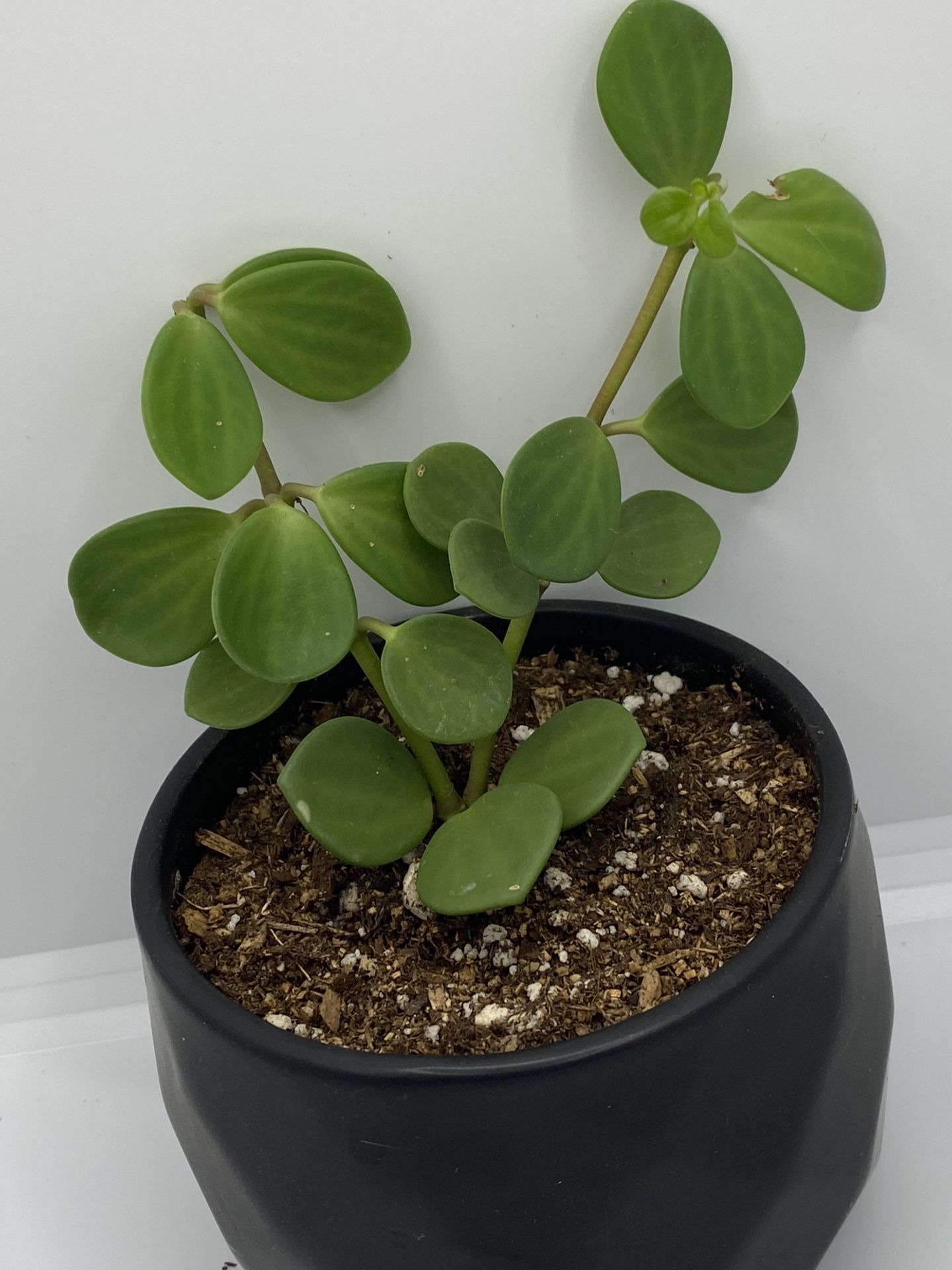Peperomia Hope In Ceramic Pot