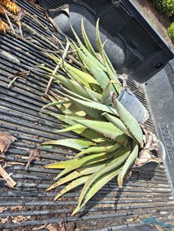 Aloe Vera Plant