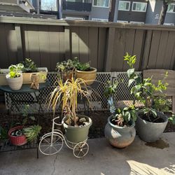 Plants For Sale 