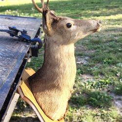 Deer head 