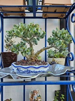 Bonsai
