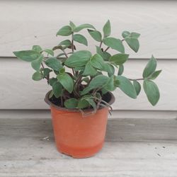 Tradescantia Baby Bunny Belly Plant 🪴 (B) 