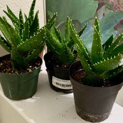 ♥️GOLD Tooth Aloe Plant 4” Pot🙏Pls read description 