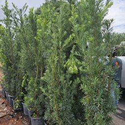 Podocarpus About 7 Feet Tall Instant Primary Hedge For Fence Green Full