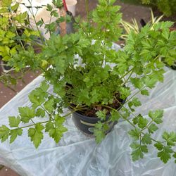 Parsley  Green Plant  Good For Salad Or Salsa