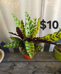 Rattlesnake Plant