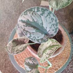 Silver Satin Pothos - Rooting