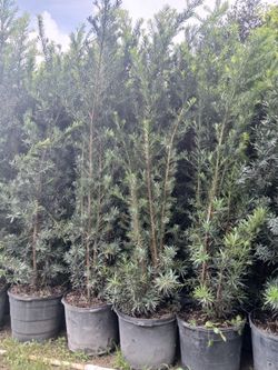 Podocarpus sale! 15gl 5.5-6ft🌿$45.00