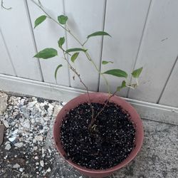 Planta De Kiwi…kiwi Plant 