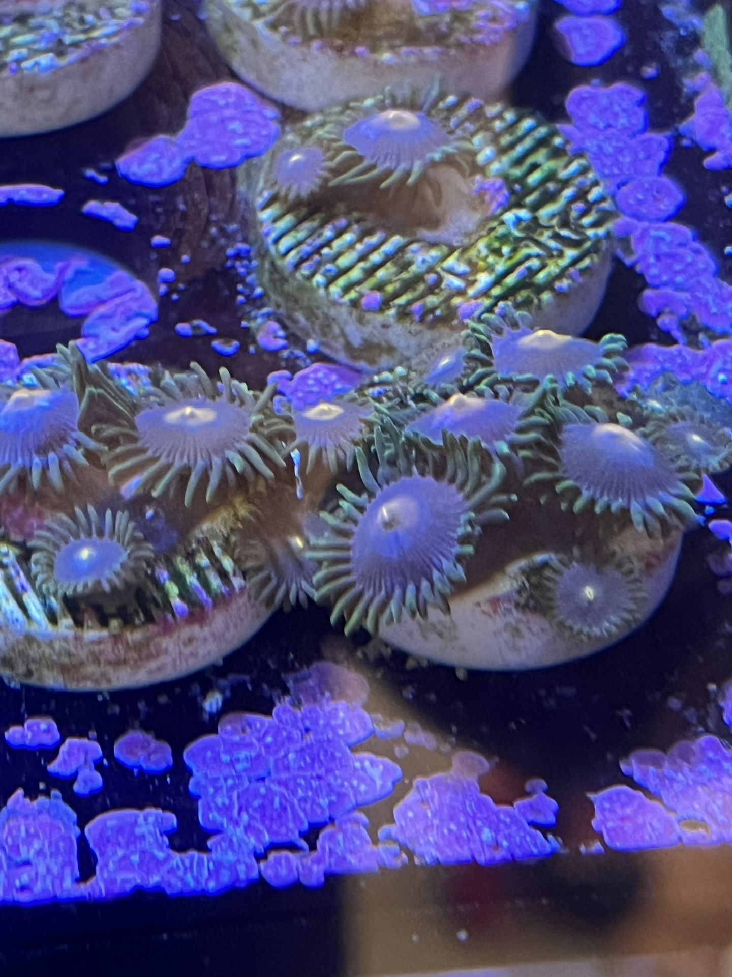 Coral Toy, Zoa Gorilla