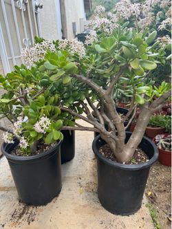 Large Jade plants