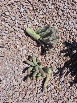 Pinecone cactus