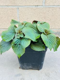 Perilla  plants 🪴