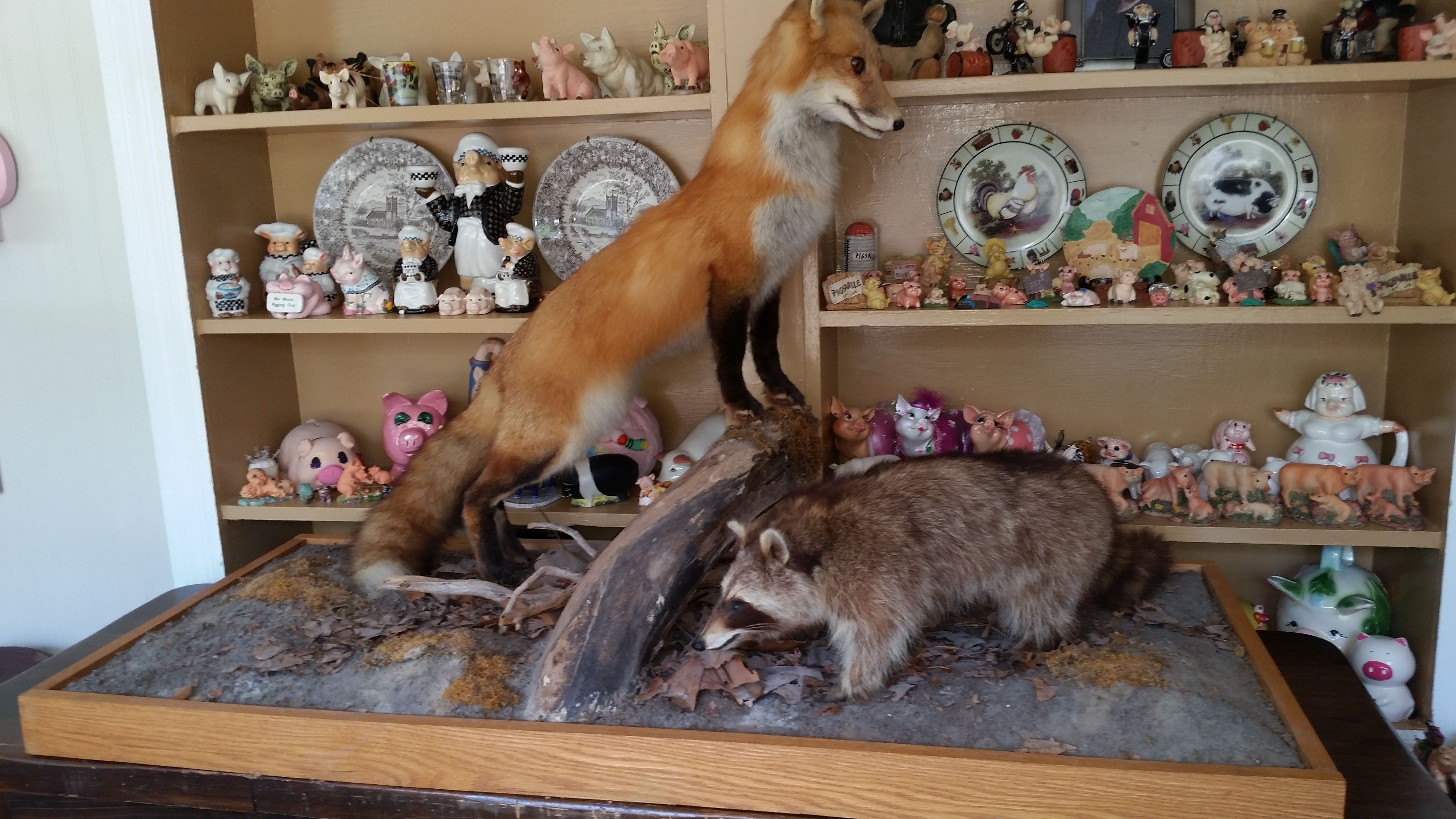 Taxidermy FOX AND RACCOON