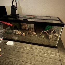 2 Large Hermit Crabs 