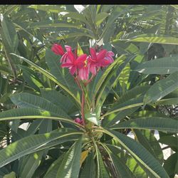 Plumeria 