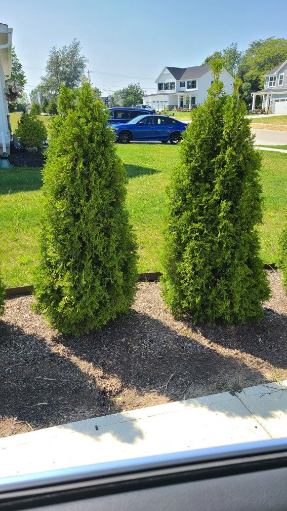Emerald Green Arborvitae For Sale