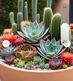 Succulents  indoors or out.