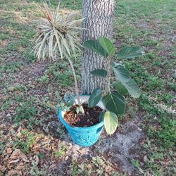 3 Plants In One Pot