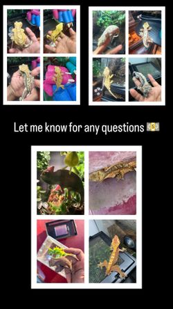 Reptile tank