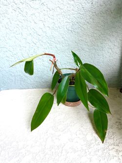 Philodendron  Red  Emerald  plant