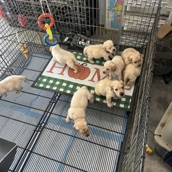 Drop Kennel Play Pen 